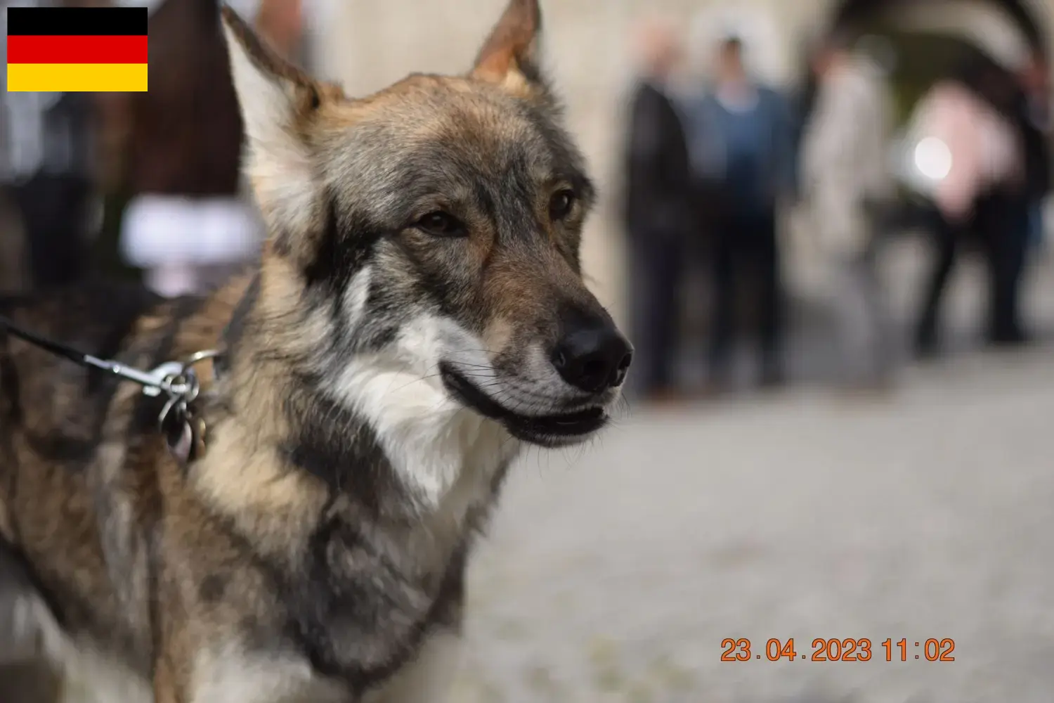 Přečtete si více ze článku Sylvan Companion Dog chovatelé a štěňata v Německu