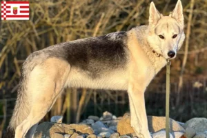 Přečtete si více ze článku Sylvan Companion Dog chovatel a štěňata v Brémách
