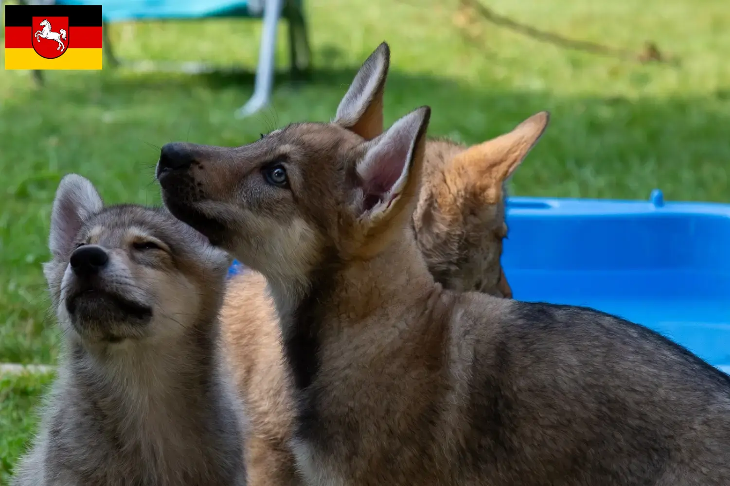 Přečtete si více ze článku Sylvan Companion Dog chovatelé a štěňata v Dolním Sasku