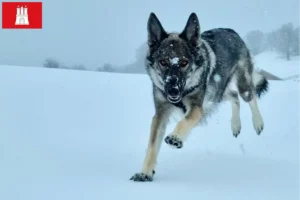 Přečtete si více ze článku Sylvan Companion Dog chovatel a štěňata v Hamburku