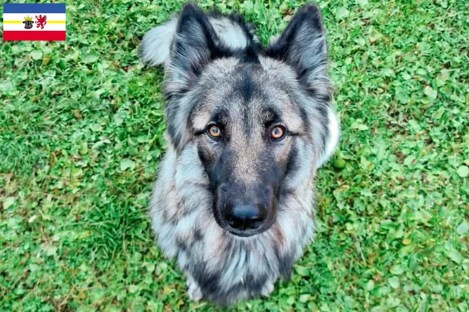 Přečtete si více ze článku Sylvan Companion Dog chovatelé a štěňata v Meklenbursku-Předním Pomořansku