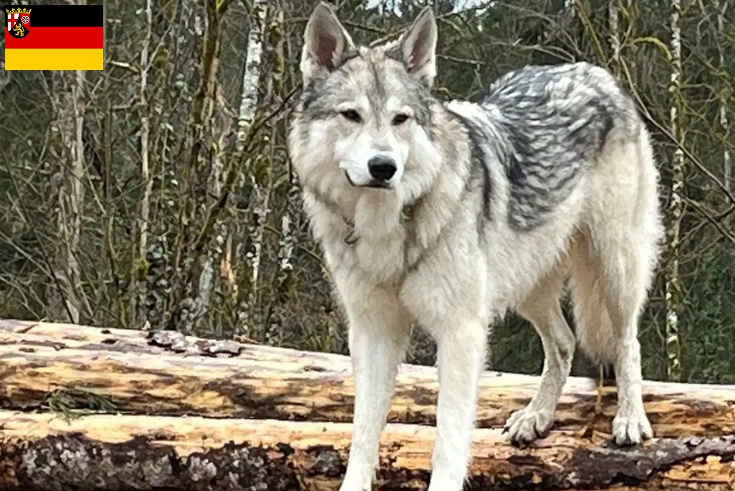 Přečtete si více ze článku Sylvan Companion Dog chovatelé a štěňata v Porýní-Falci