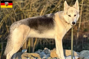 Přečtete si více ze článku Sylvan Companion Dog chovatelé a štěňata v Sársku