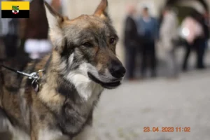 Přečtete si více ze článku Sylvan Companion Dog chovatelé a štěňata v Sasku-Anhaltsku