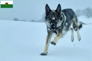 Přečtete si více ze článku Sylvan Companion Dog chovatelé a štěňata v Sasku
