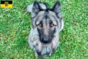 Přečtete si více ze článku Sylvan Companion Dog chovatelé a štěňata v Bádensku-Württembersku