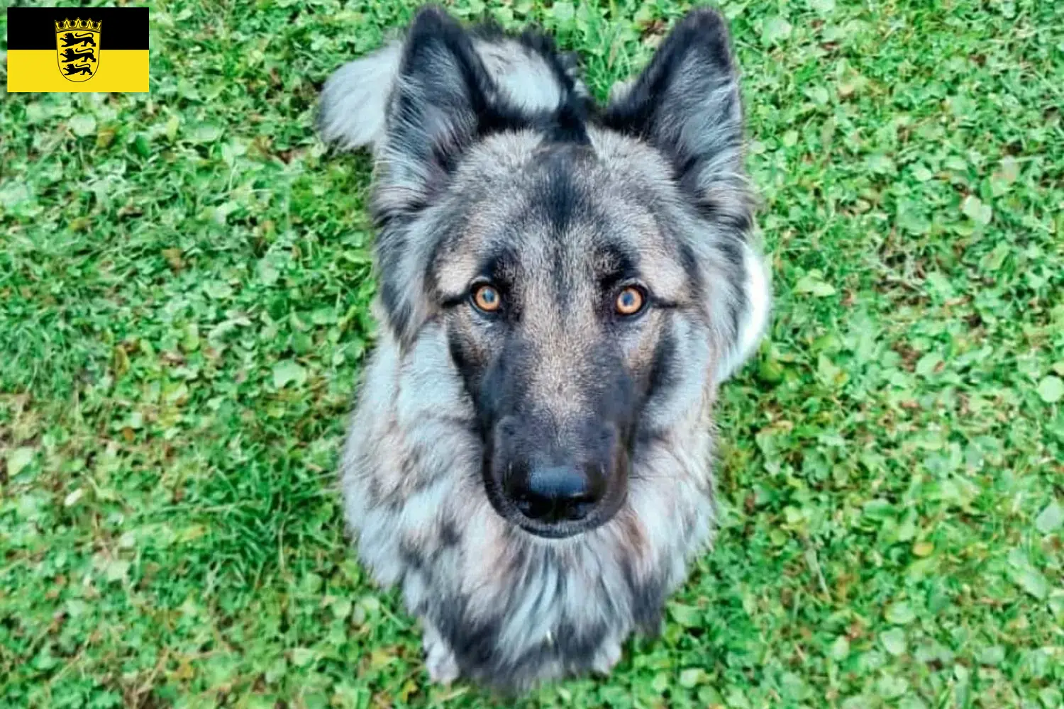 Sylvan Companion Dog štěňata a chovatelé Bádensko-Württembersko Zde najdete chovatele psů Sylvan Companion v Bádensku-Württembersku.