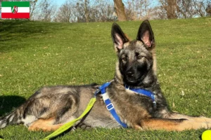 Přečtete si více ze článku Sylvan Companion Dog chovatelé a štěňata v Severním Porýní-Vestfálsku