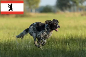 Přečtete si více ze článku Velký chovatel münsterländerů a štěňat v Berlíně
