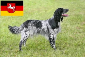 Přečtete si více ze článku Velký chovatel Münsterländerů a štěňat v Dolním Sasku