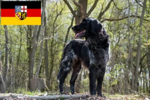 Přečtete si více ze článku Velký chovatel Münsterländer a štěňata v Sársku