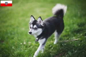 Přečtete si více ze článku Aljašský Klee Kai chovatel a štěňata v Durynsku