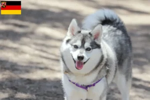 Přečtete si více ze článku Chovatelé a štěňata aljašských klee kai v Porýní-Falci