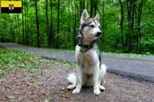 Přečtete si více ze článku Aljašský Klee Kai chovatel a štěňata v Sasku-Anhaltsku