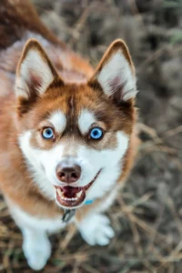 Přečtete si více ze článku Chovatelé a štěňata aljašských klee kai v Bádensku-Württembersku