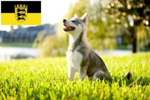 Přečtete si více ze článku Chovatelé a štěňata aljašských klee kai v Bádensku-Württembersku