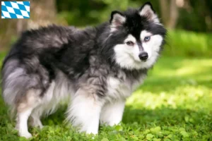Přečtete si více ze článku Aljašský Klee Kai chovatel a štěňata v Bavorsku