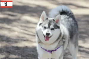 Přečtete si více ze článku Aljaška Klee Kai chovatel a štěňata v Berlíně