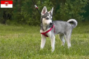 Přečtete si více ze článku Aljašský Klee Kai chovatel a štěňata v Brandenburgu
