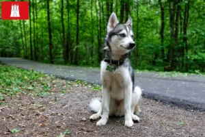 Přečtete si více ze článku Aljaška Klee Kai chovatelé a štěňata v Hamburku
