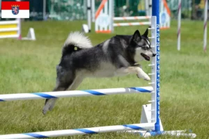 Přečtete si více ze článku Aljašský Klee Kai chovatel a štěňata v Hesensku