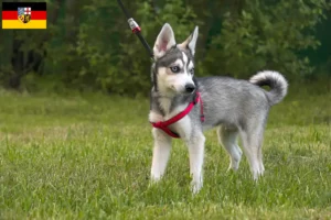 Přečtete si více ze článku Aljaška Klee Kai chovatelé a štěňata v Sársku