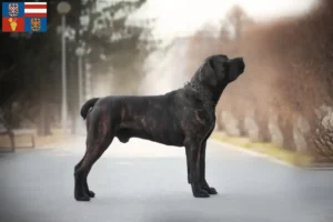 Přečtete si více ze článku Chovatelé boerboelů a štěňat na jižní Moravě