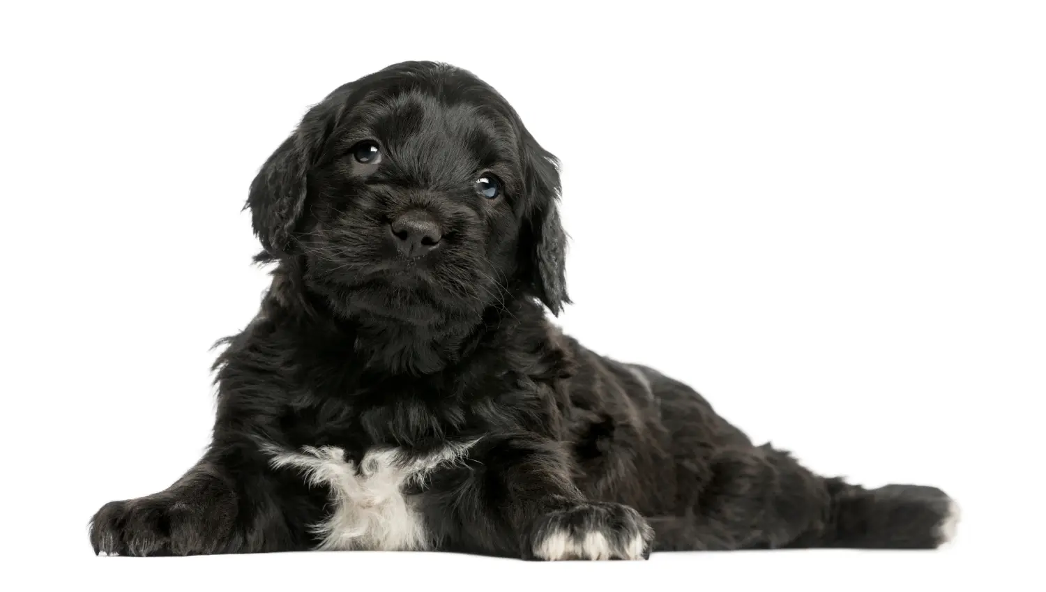 Koupit si štěně Cão de Agua português znamená převzít odpovědnost! Kupte si štěňata Cão de Agua português.