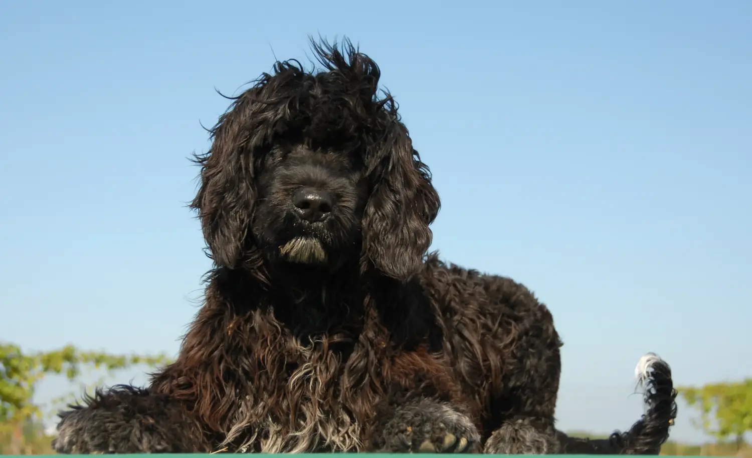 Koupit si štěně Cão de Agua português znamená převzít odpovědnost! Kupte si štěňata Cão de Agua português.