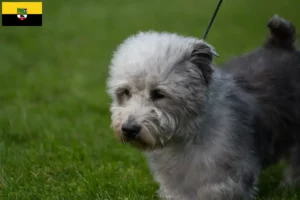 Přečtete si více ze článku Irish Glen of Imaal Terrier chovatelé a štěňata v Sasku-Anhaltsku