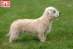 Přečtete si více ze článku Irish Glen of Imaal Terrier chovatelé a štěňata v Brémách