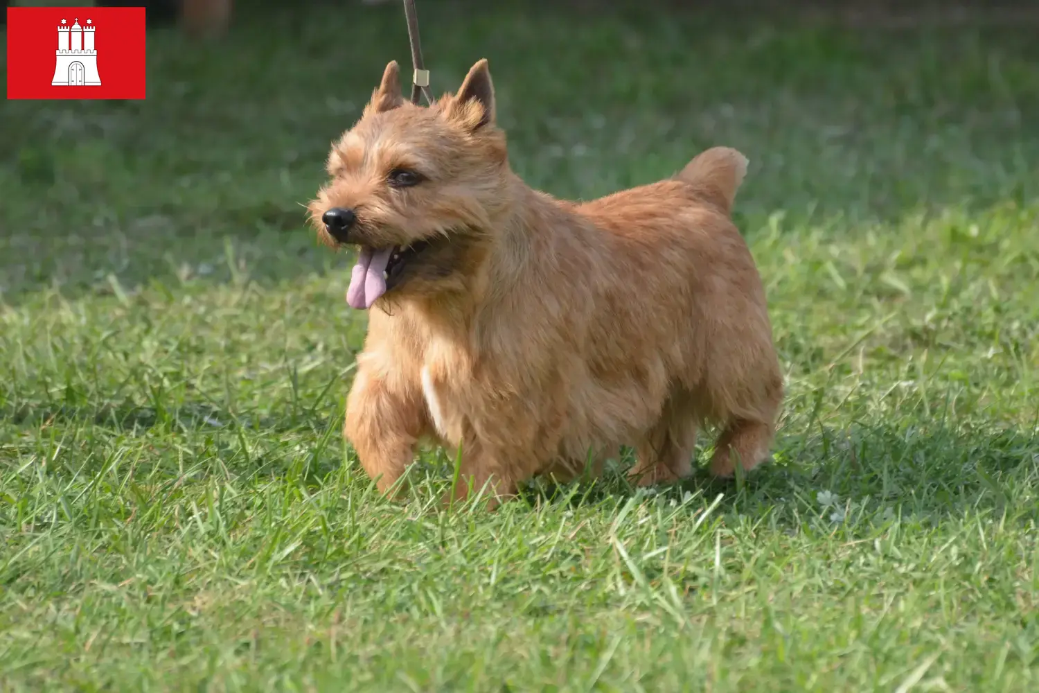 Irish Glen of Imaal Terrier štěňata a chovatelé Hamburk Zde najdete chovatele irského Glen of Imaal teriéra v Hamburku.