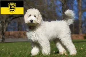 Přečtete si více ze článku Chovatelé labradoodlů a štěňat v Bádensku-Württembersku