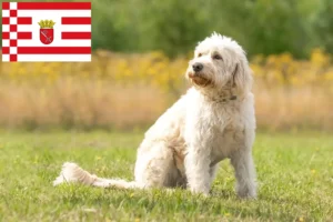 Přečtete si více ze článku Chovatelé labradoodlů a štěňat v Brémách