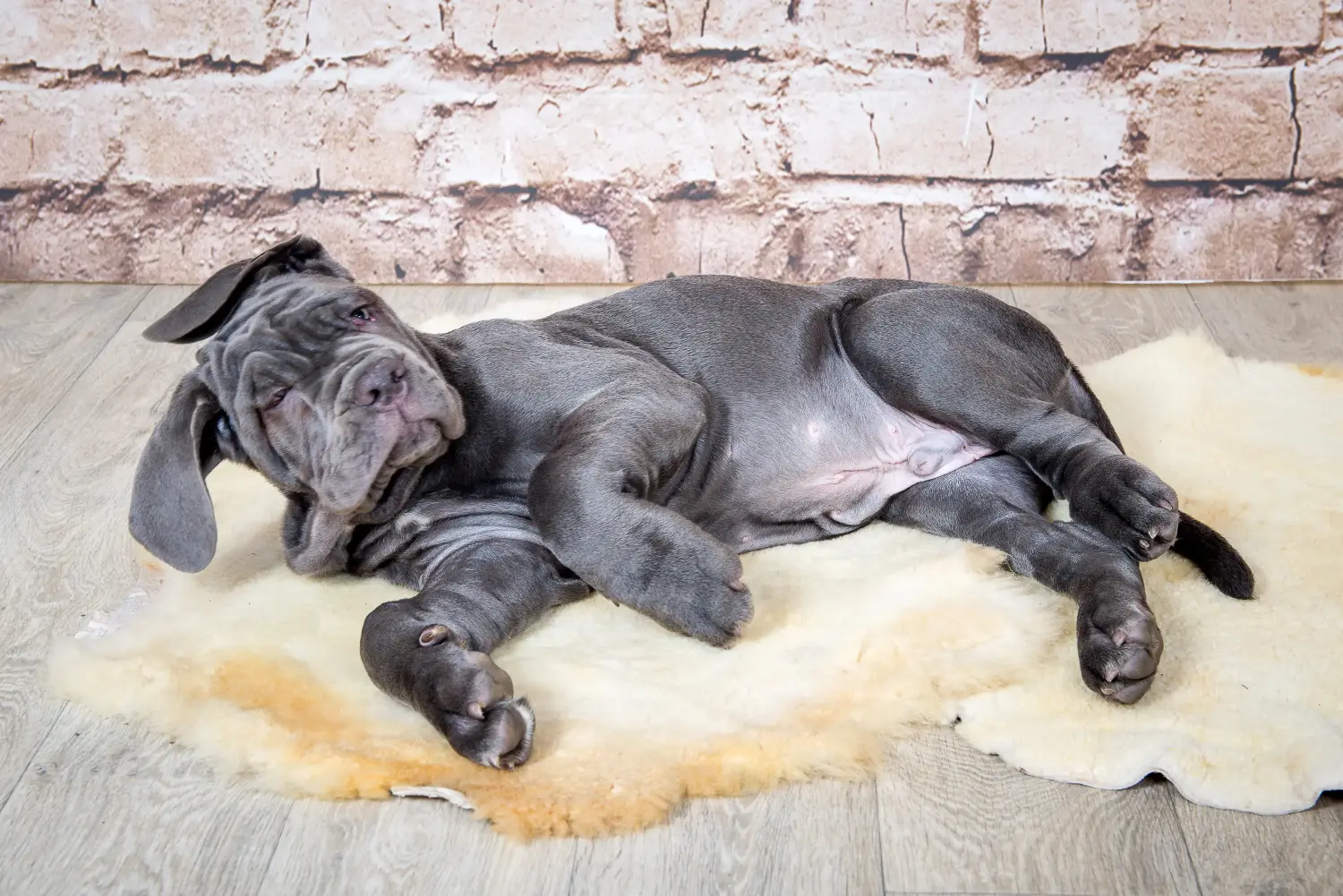 Koupit si štěně Mastino Napoletano znamená převzít odpovědnost! Prodám štěňata Mastino Napoletano.
