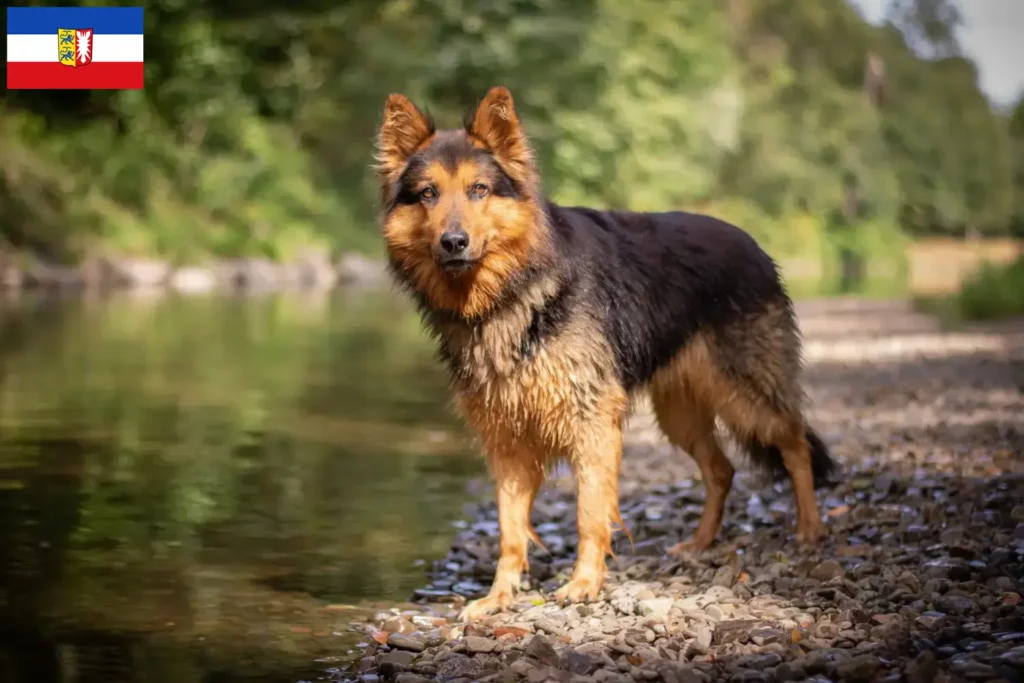 Přečtete si více ze článku Chovatelé a štěňata Chodského psa ve Šlesvicku-Holštýnsku