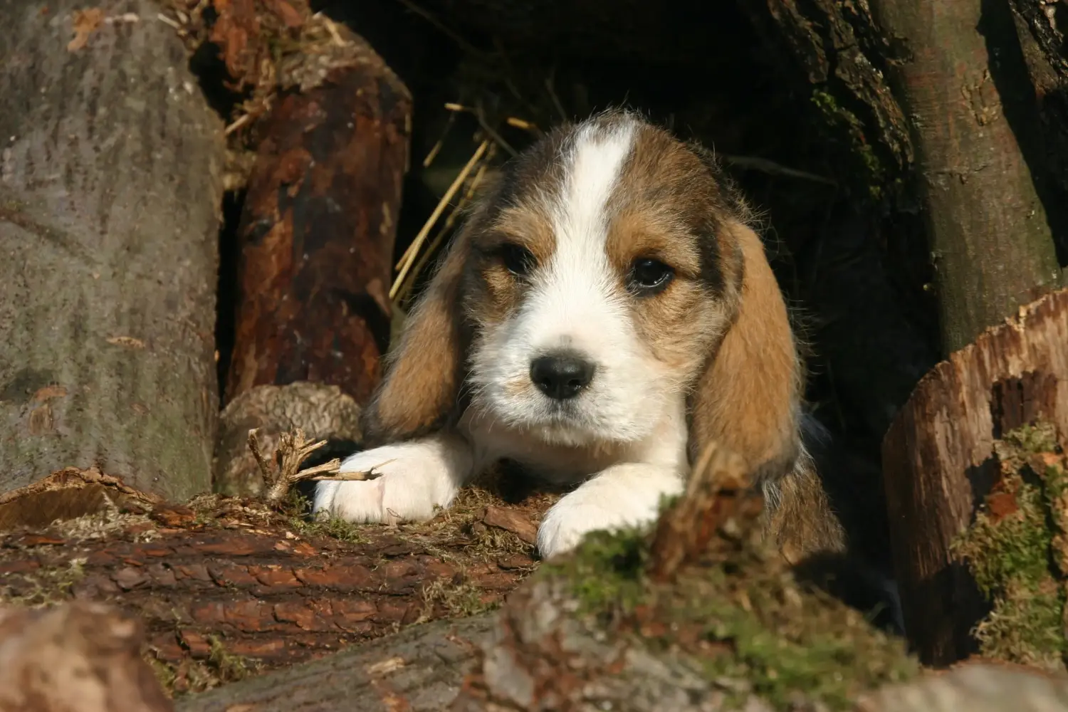 Koupit si štěně Petit Basset Griffon Vendéen znamená převzít odpovědnost! Petit Basset Griffon Vendéen štěňata na prodej.