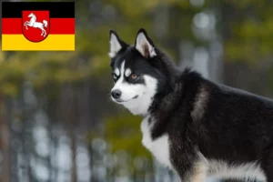Přečtete si více ze článku Chovatelé Pomsky a štěňata v Dolním Sasku