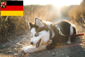 Přečtete si více ze článku Chovatelé a štěňata Pomsky v Porýní-Falci