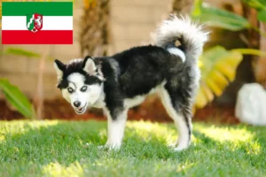 Přečtete si více ze článku Chovatelé Pomsky a štěňata v Severním Porýní-Vestfálsku