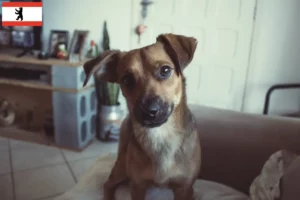 Přečtete si více ze článku Chovatelé rakouských pinčů a štěňat v Berlíně