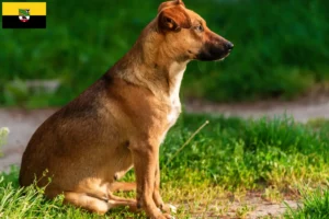 Přečtete si více ze článku Chovatelé rakouských pinčů a štěňat v Sasku-Anhaltsku