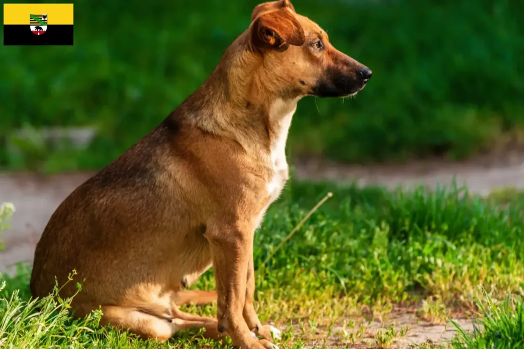 Přečtete si více ze článku Chovatelé rakouských pinčů a štěňat v Sasku-Anhaltsku