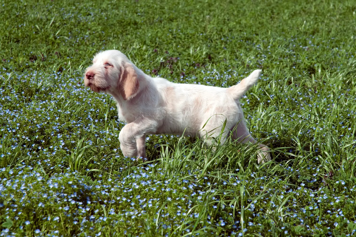 Koupit si štěně Spinone Italiano znamená převzít odpovědnost! Prodám štěňata Spinone Italiano.