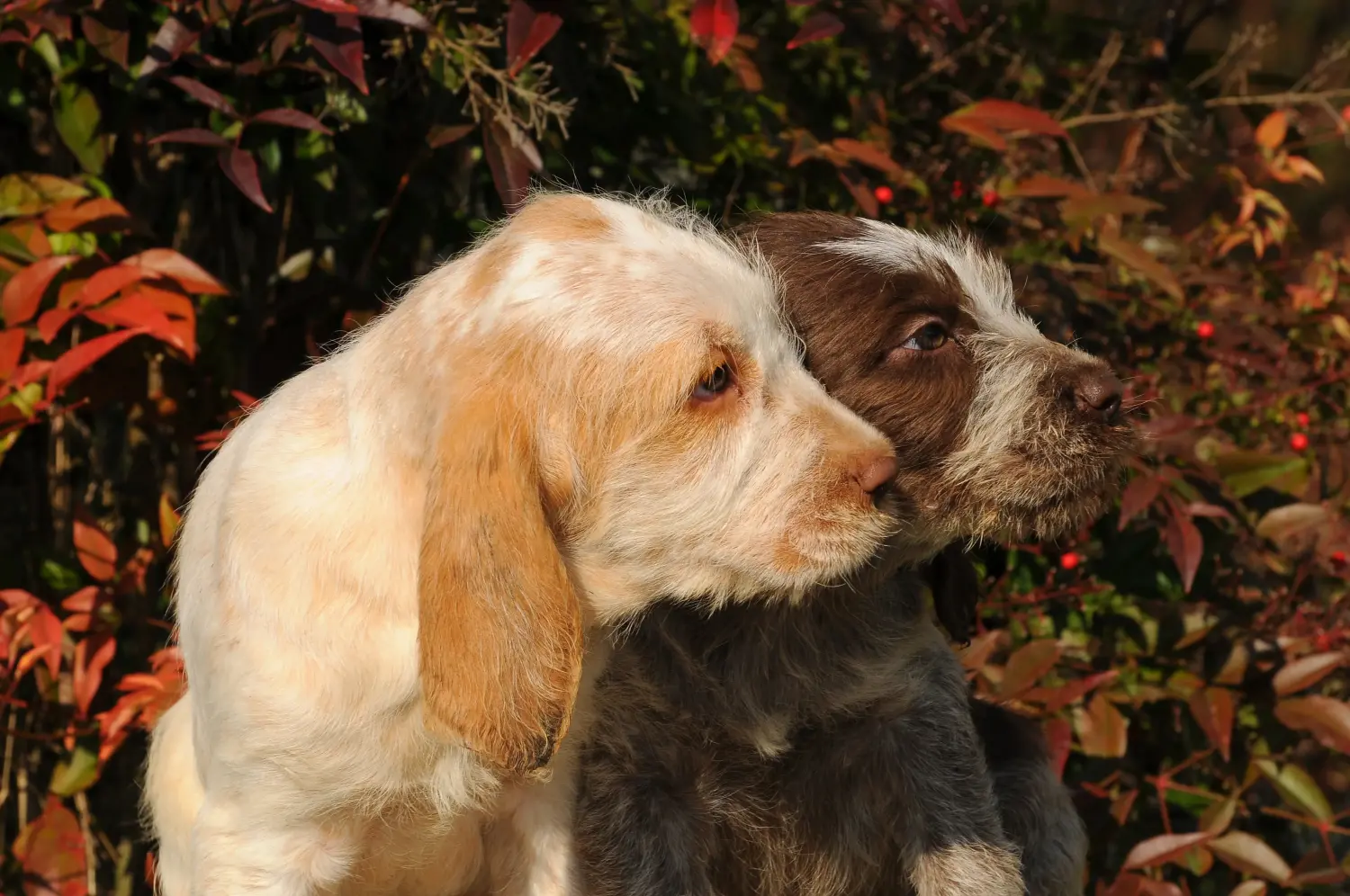 Koupit si štěně Spinone Italiano znamená převzít odpovědnost! Prodám štěňata Spinone Italiano.