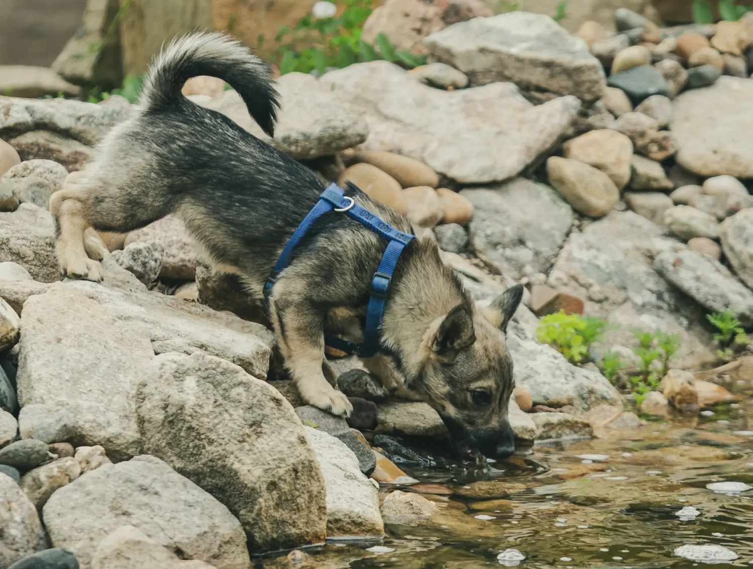 Koupit si štěně Västgötaspets znamená převzít odpovědnost! Prodám štěňata Västgötaspets.