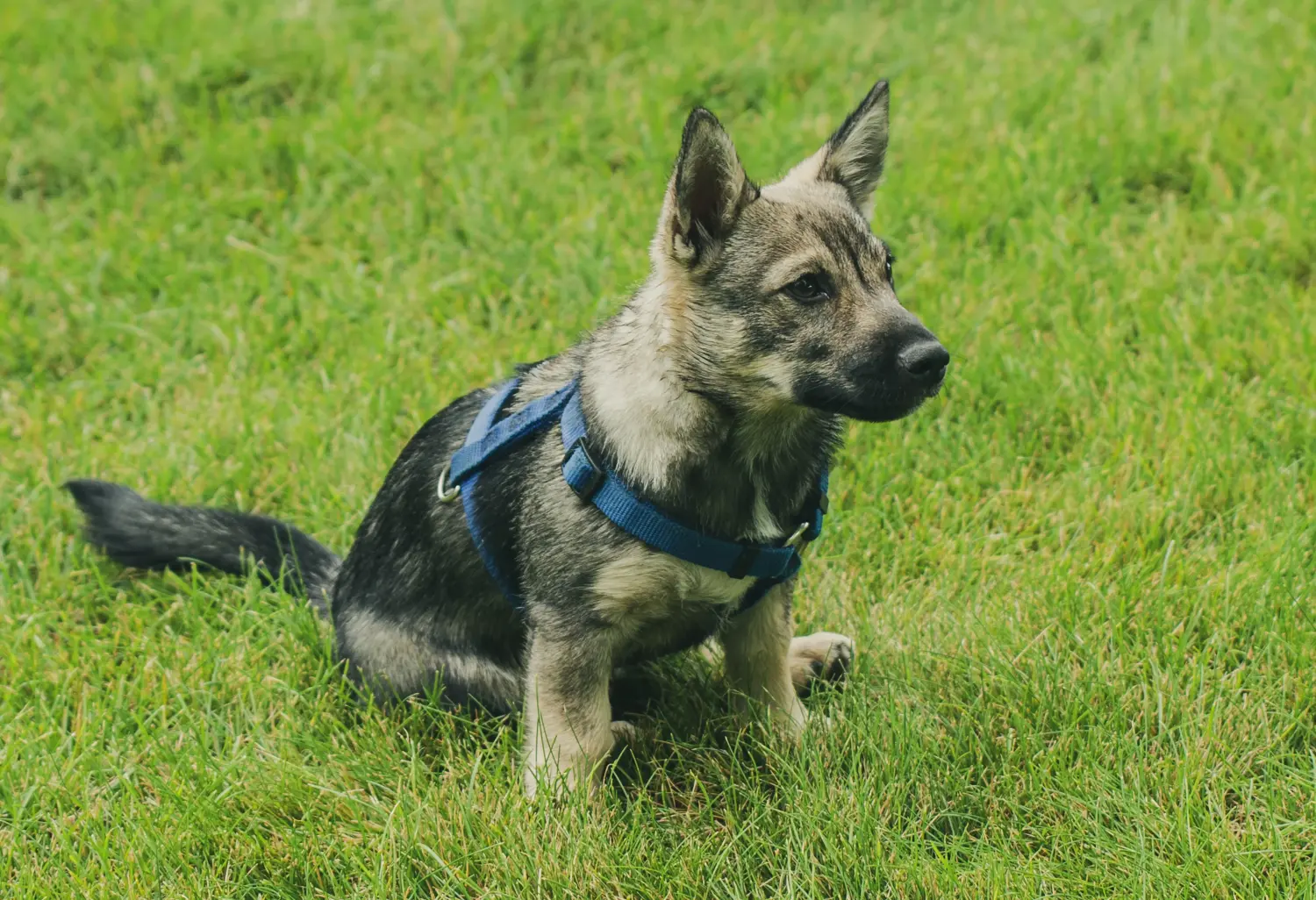 Koupit si štěně Västgötaspets znamená převzít odpovědnost! Prodám štěňata Västgötaspets.