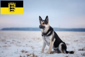 Přečtete si více ze článku Chovatelé východoevropských ovčáků a štěňat v Bádensku-Württembersku