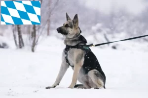Přečtete si více ze článku Chovatelé východoevropských ovčáků a štěňat v Bavorsku