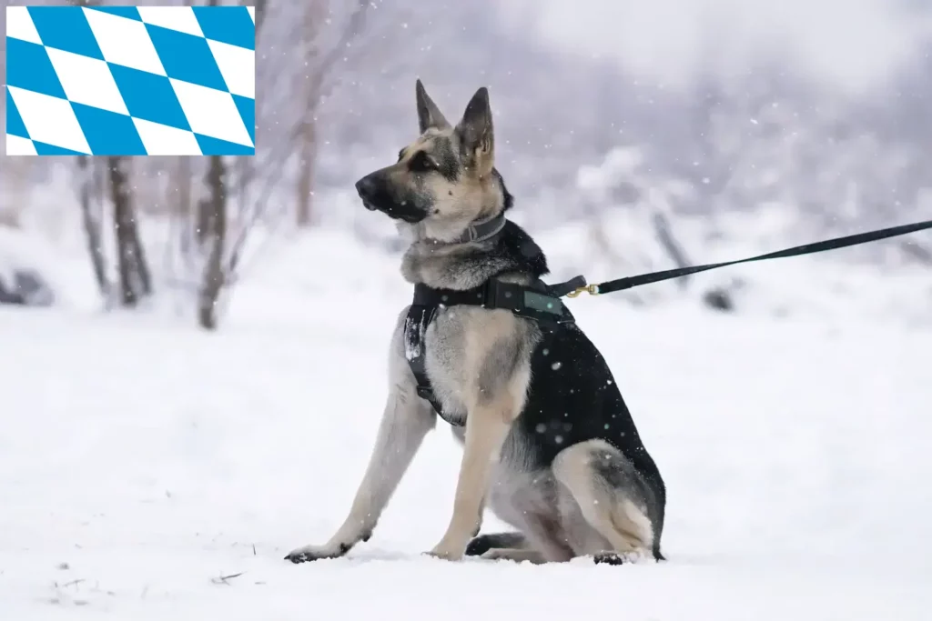 Přečtete si více ze článku Chovatelé východoevropských ovčáků a štěňat v Bavorsku